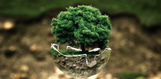 climate change, tree, eco, ecology, green