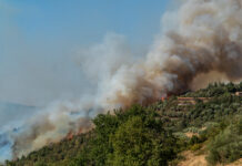 Bloomberg: Widespread fires in Brazil likely to drive up sugar prices flame