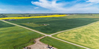 China will investigate Canadian canola imports for dumping in response to Canada's 100% tariff on Chinese EVs, after a rise in exports to China.